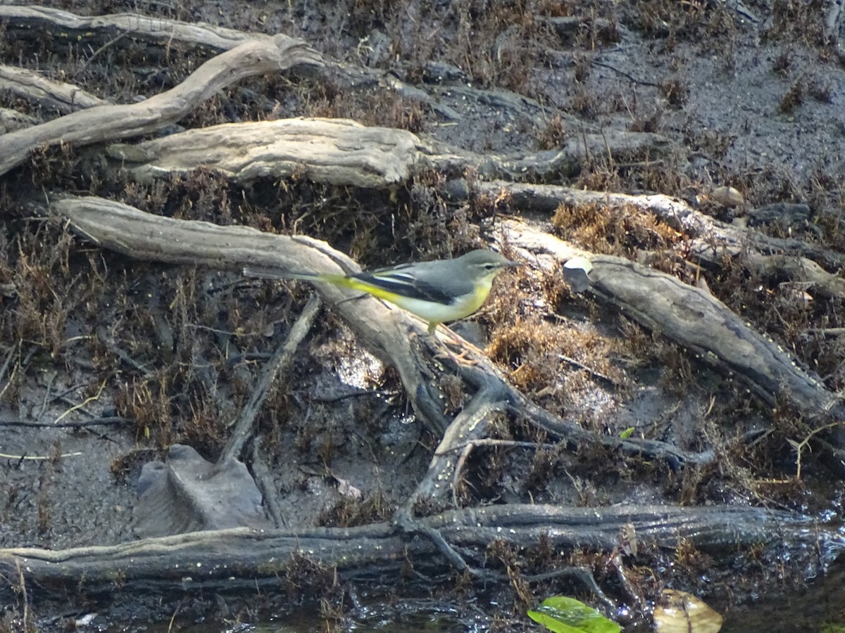 White-browed Wagtail - ML619934529