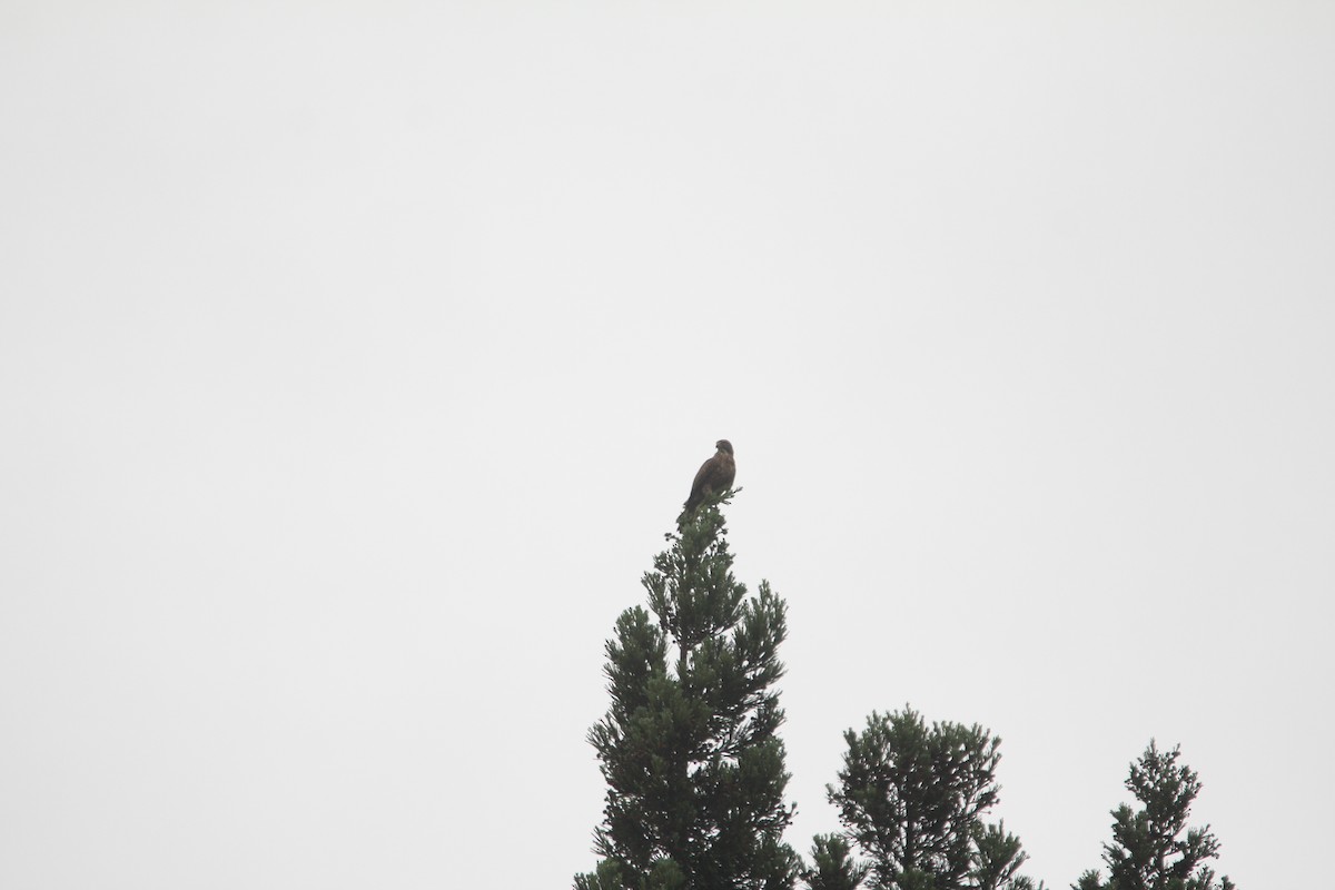 Gray-faced Buzzard - ML619934532