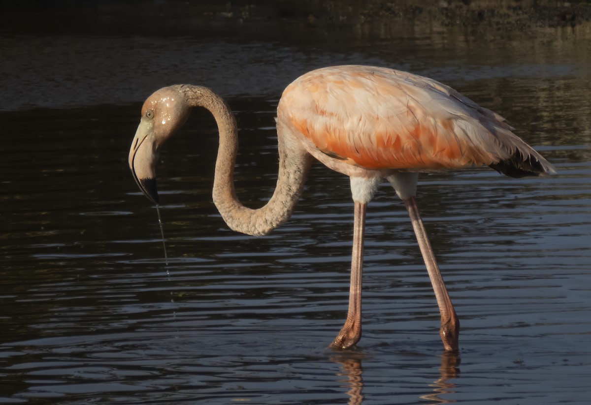 Amerika Flamingosu - ML619934540