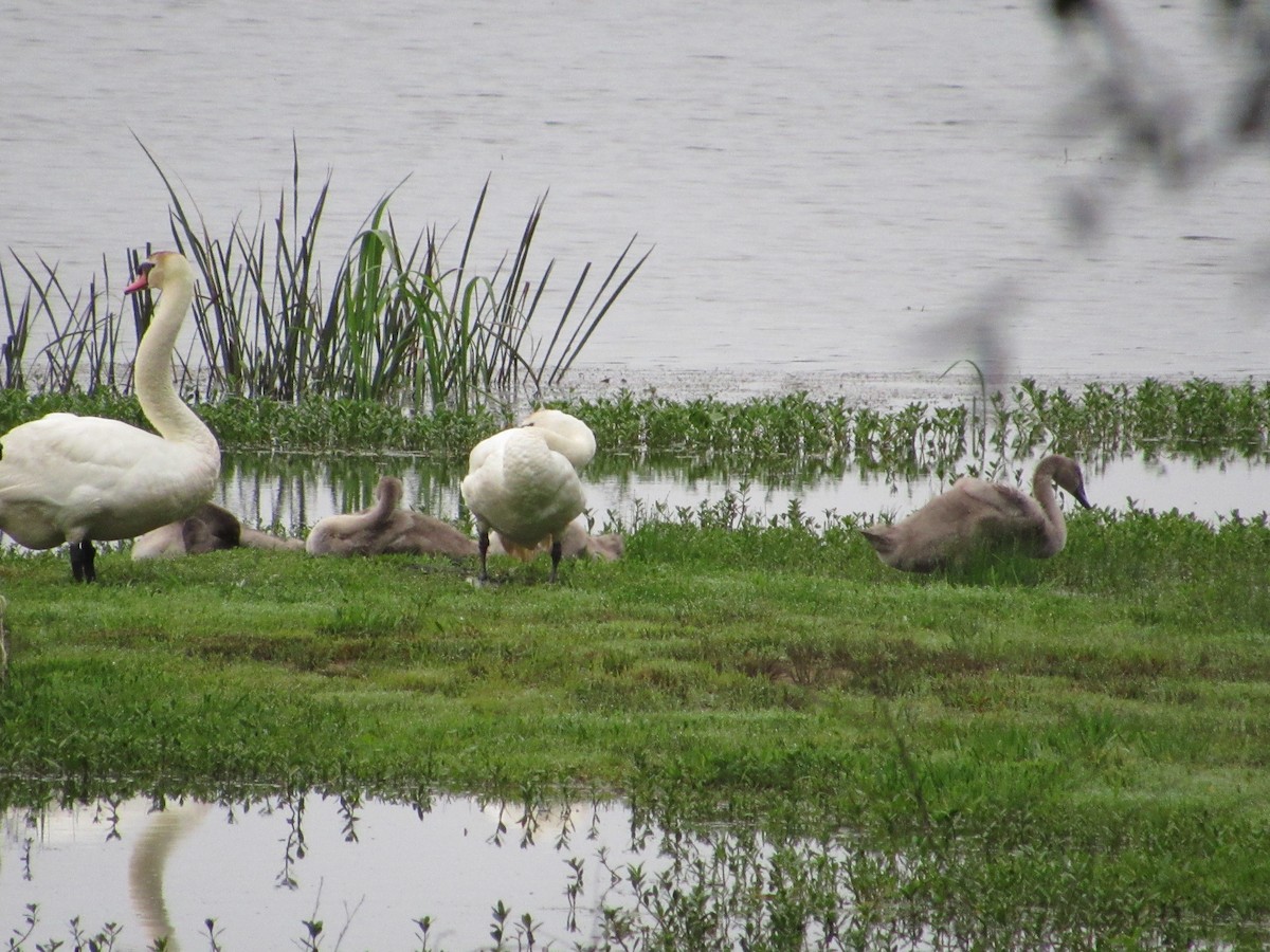 Mute Swan - ML619934542