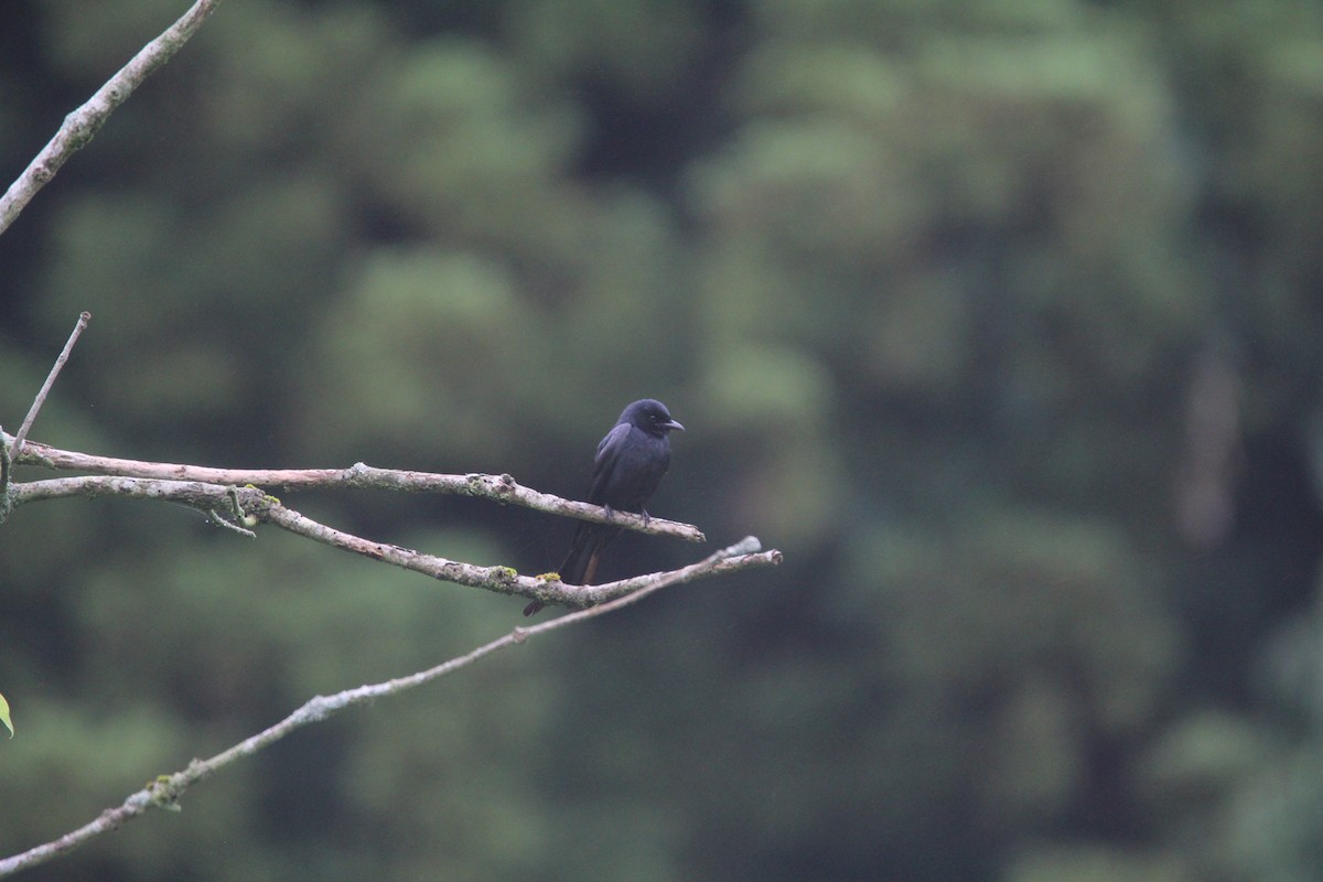 Black Drongo - ML619934549