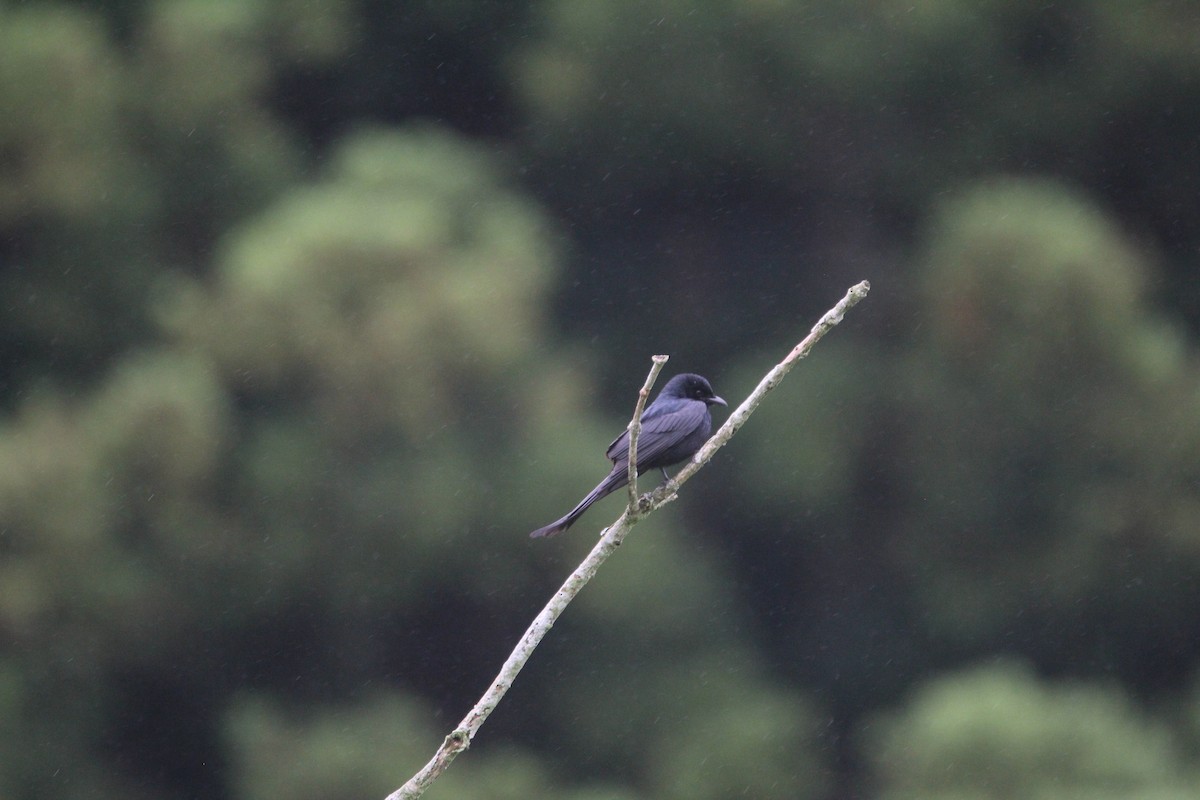 Black Drongo - ML619934550