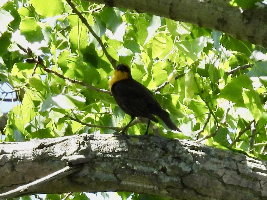 Yellow-headed Blackbird - ML619934552