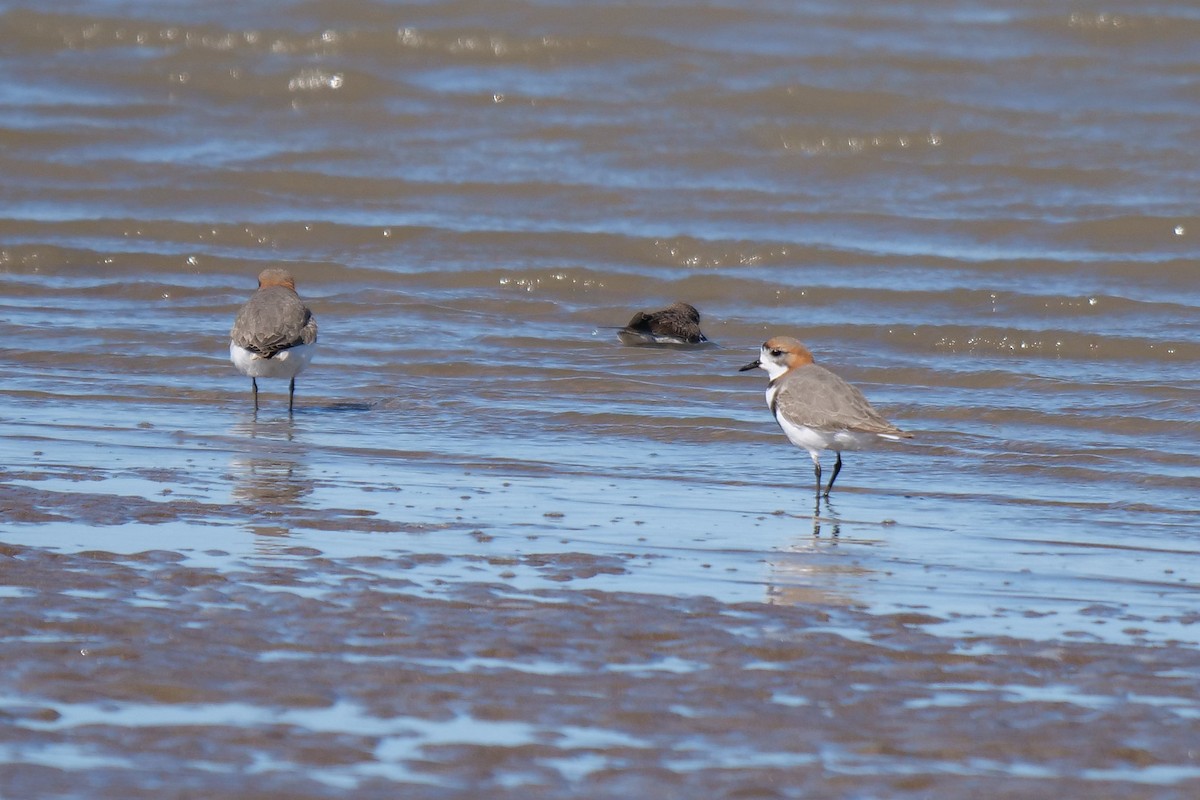 Two-banded Plover - ML619934553