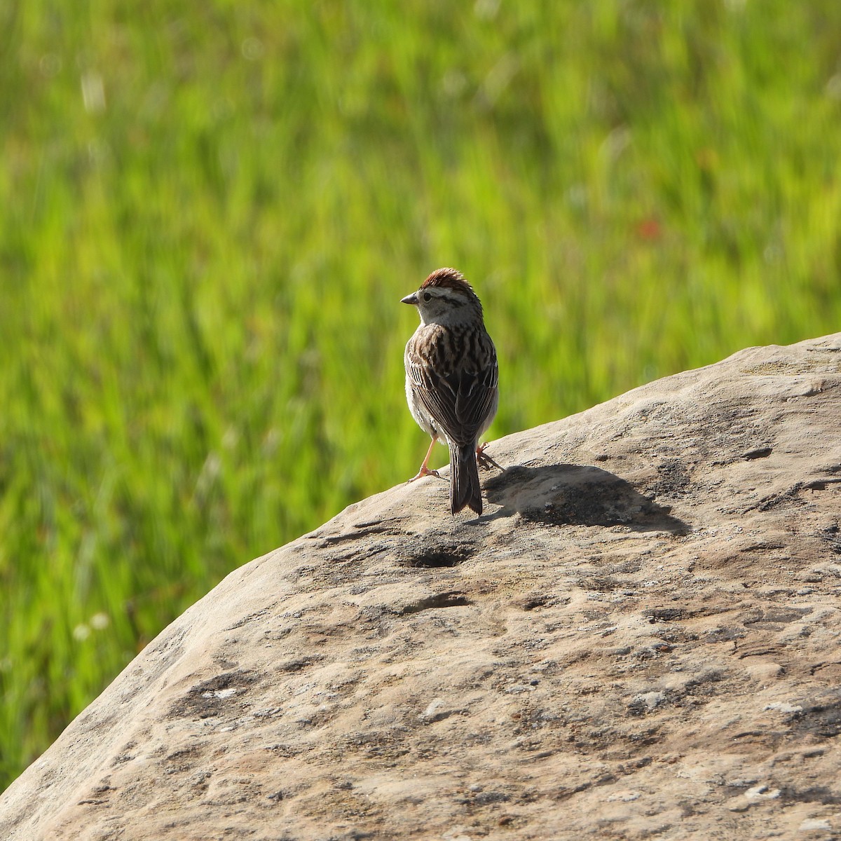 Chipping Sparrow - ML619934571