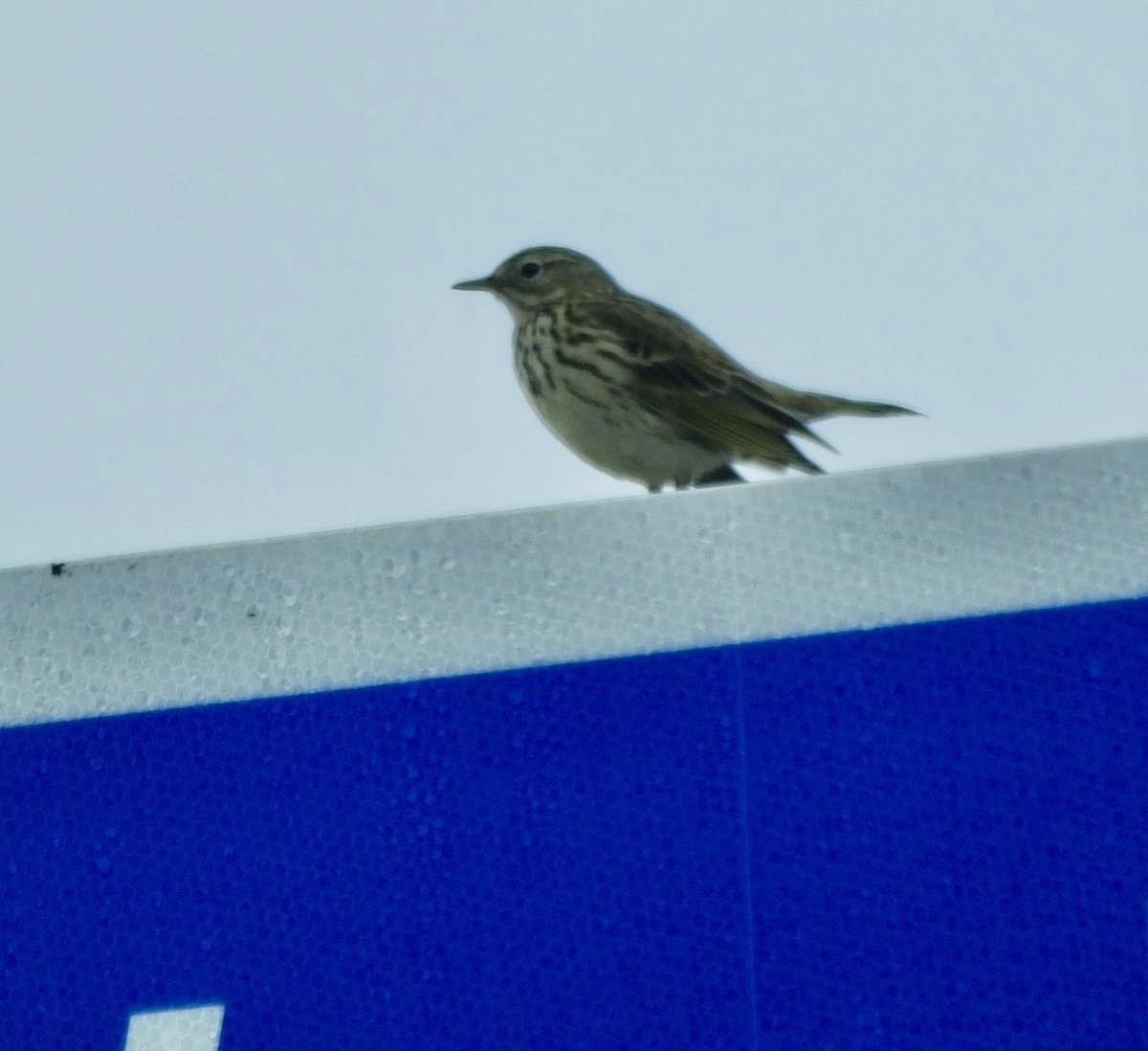 Meadow Pipit - ML619934606