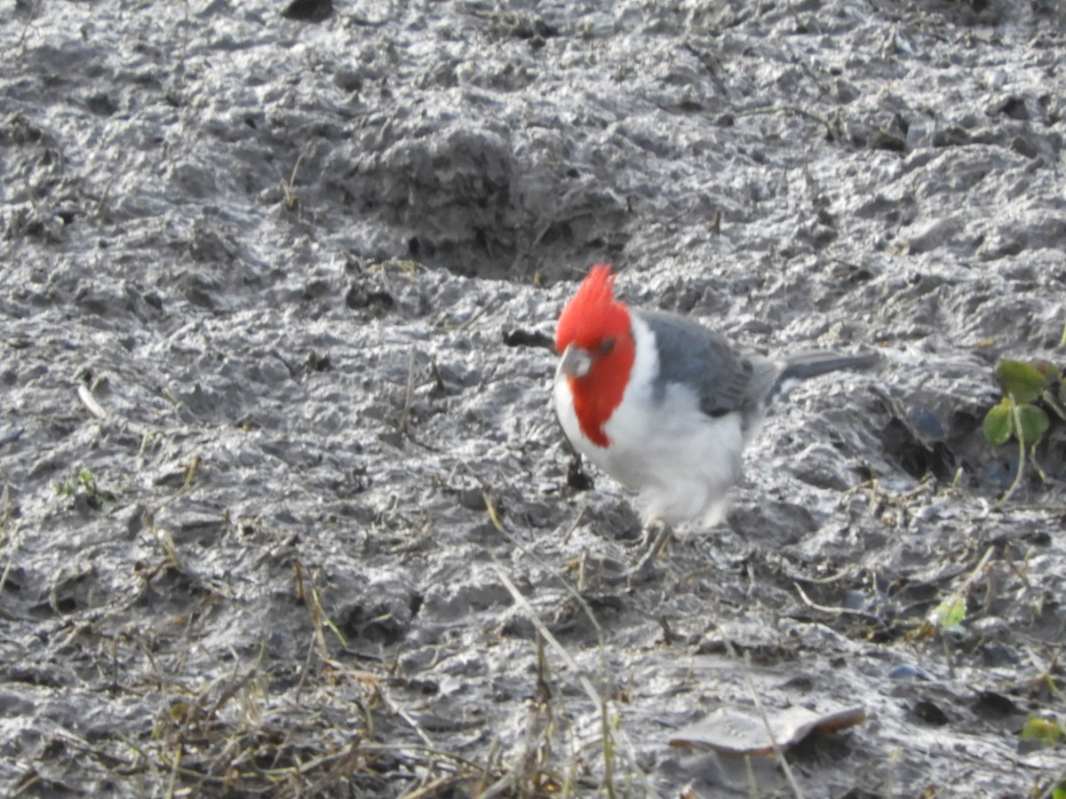 Red-crested Cardinal - ML619934616