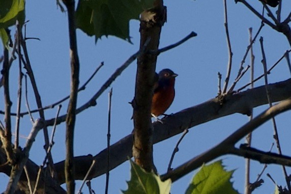 Painted Bunting - ML619934619