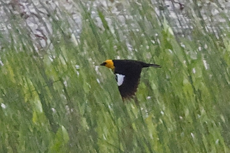 Yellow-headed Blackbird - ML619934626