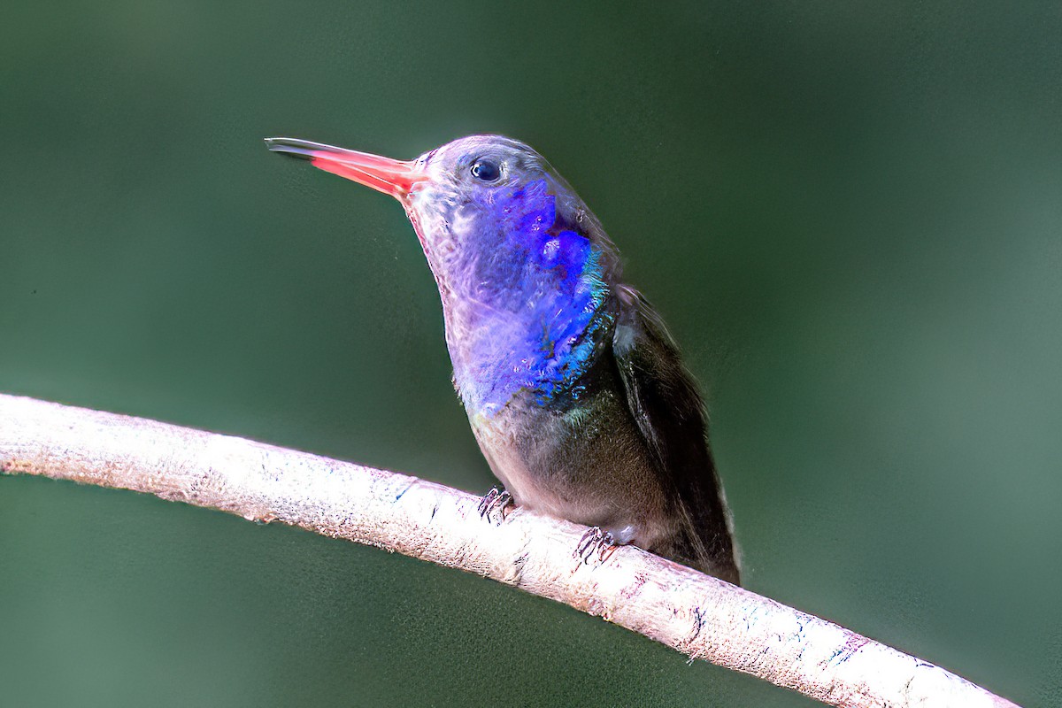 White-chinned Sapphire - ML619934655