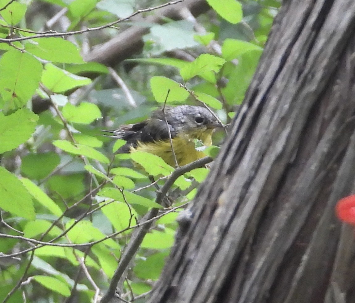 Magnolia Warbler - ML619934687