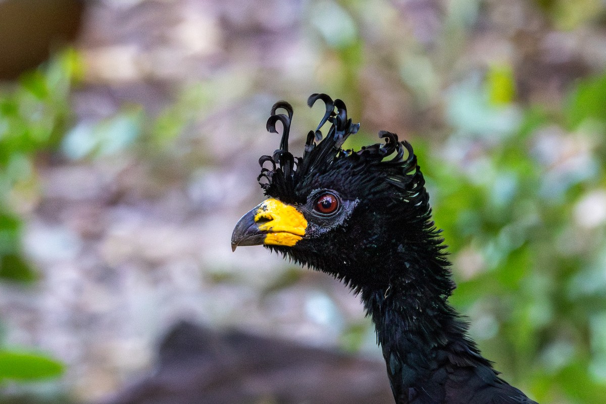 Bare-faced Curassow - ML619934688