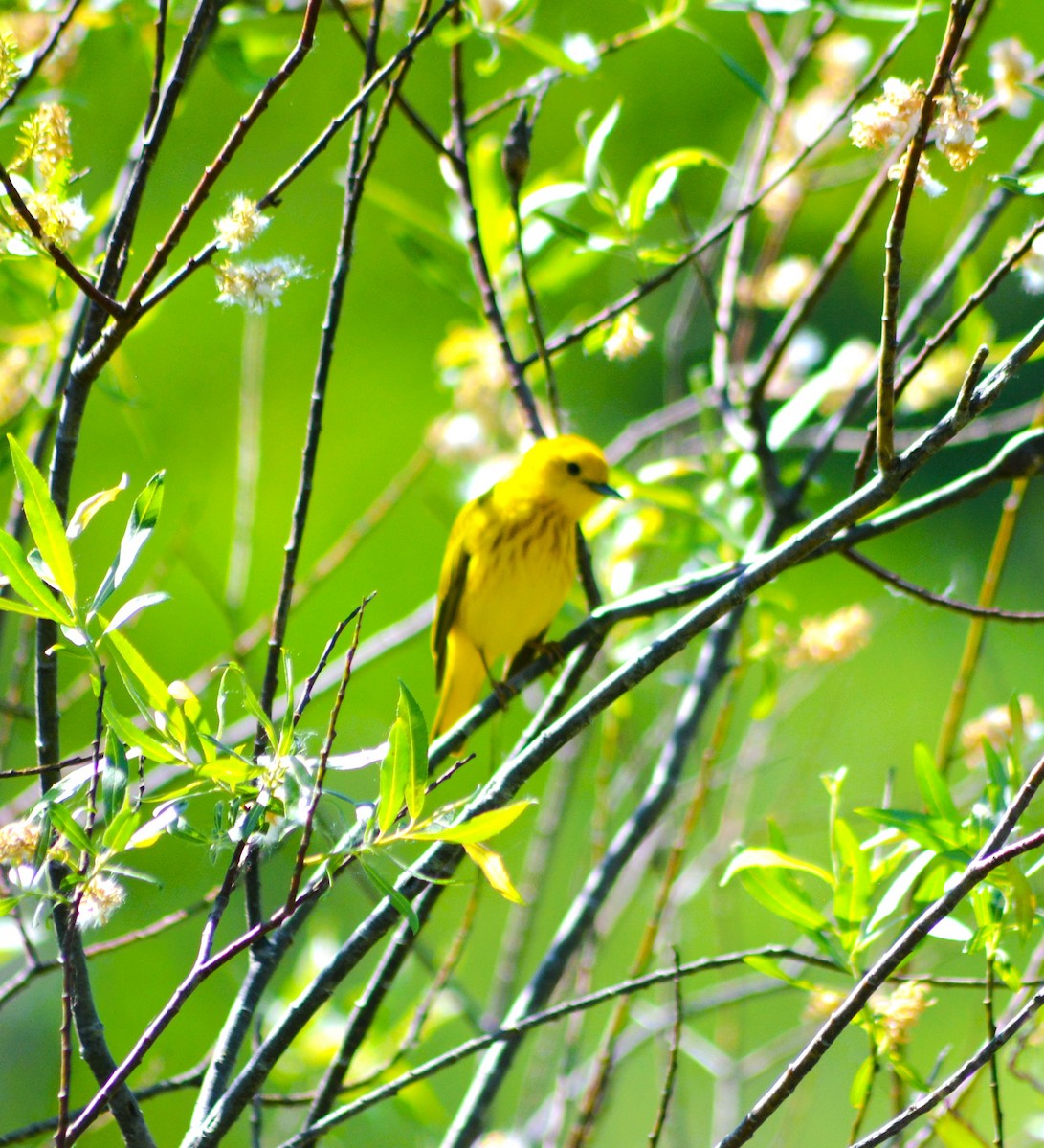 Yellow Warbler - ML619934689