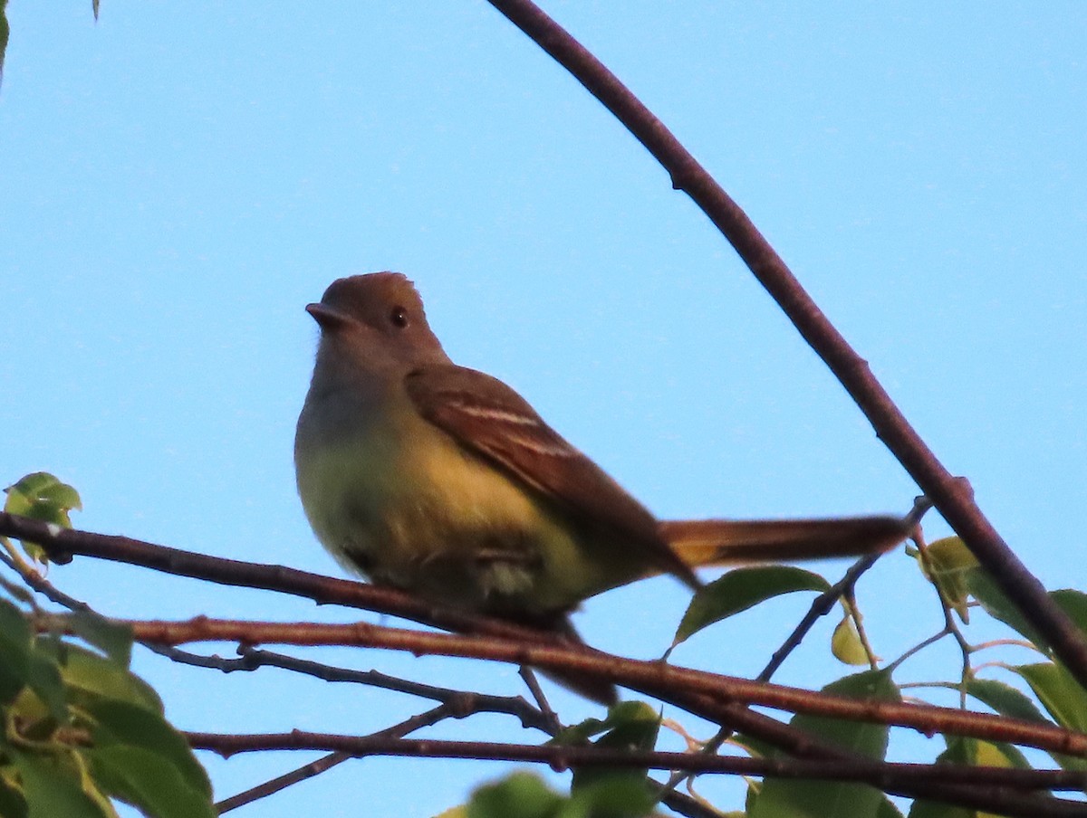 Great Crested Flycatcher - ML619934696