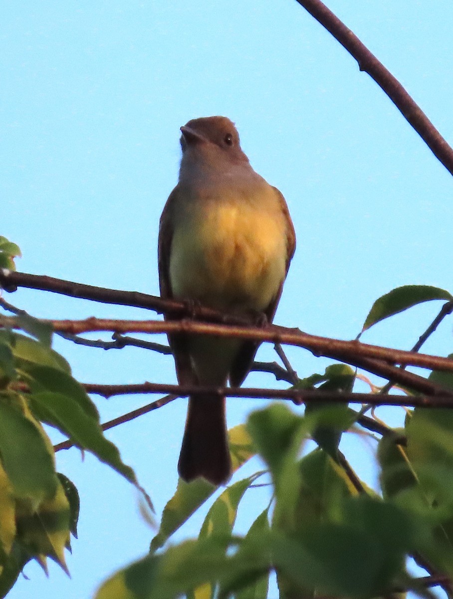 Great Crested Flycatcher - ML619934697