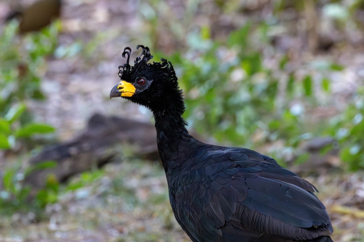 Bare-faced Curassow - ML619934709