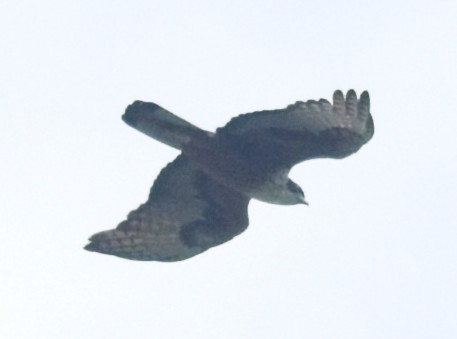 Rufous-bellied Eagle - ML619934715
