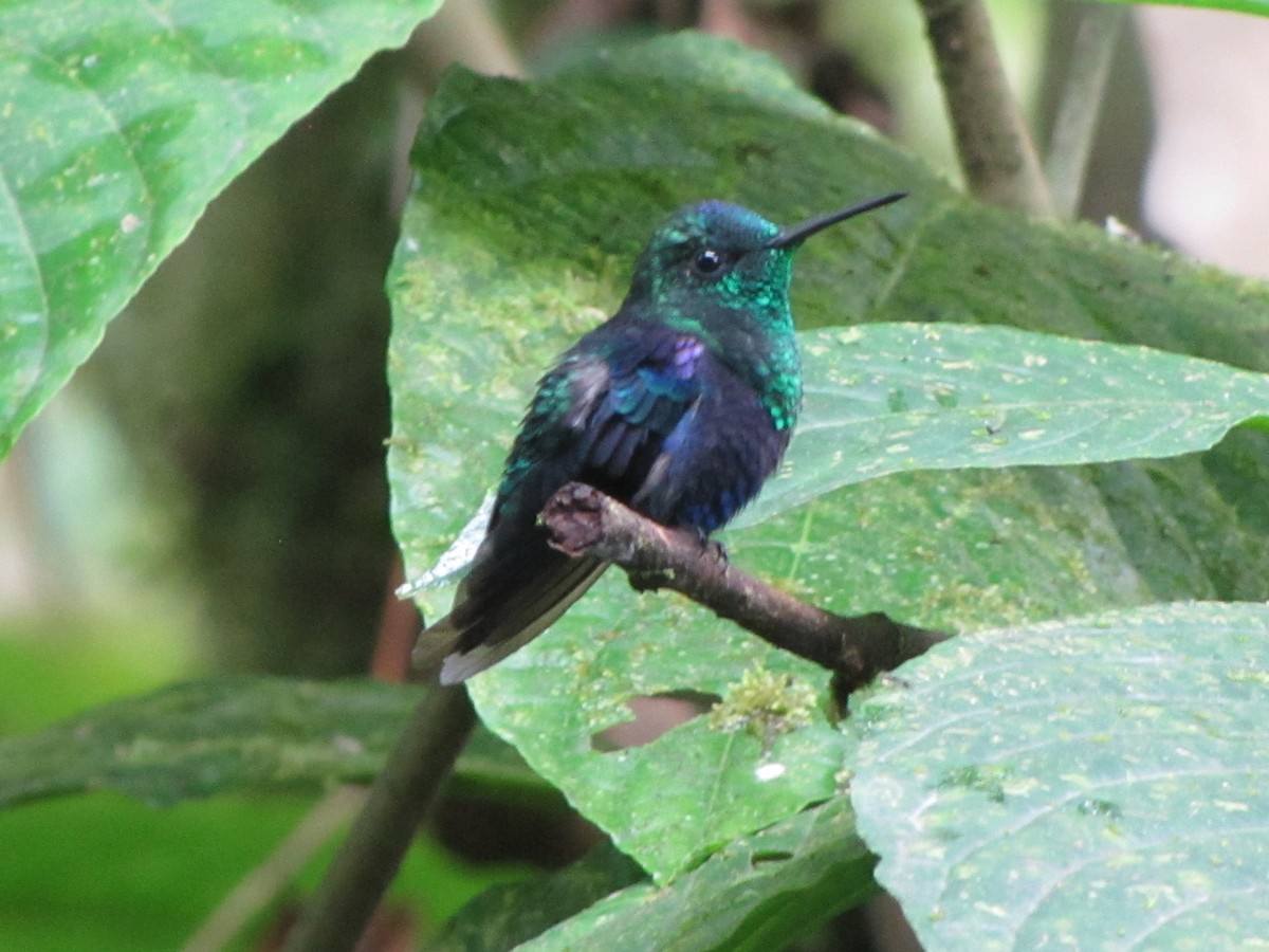 kolibřík vidloocasý - ML619934720