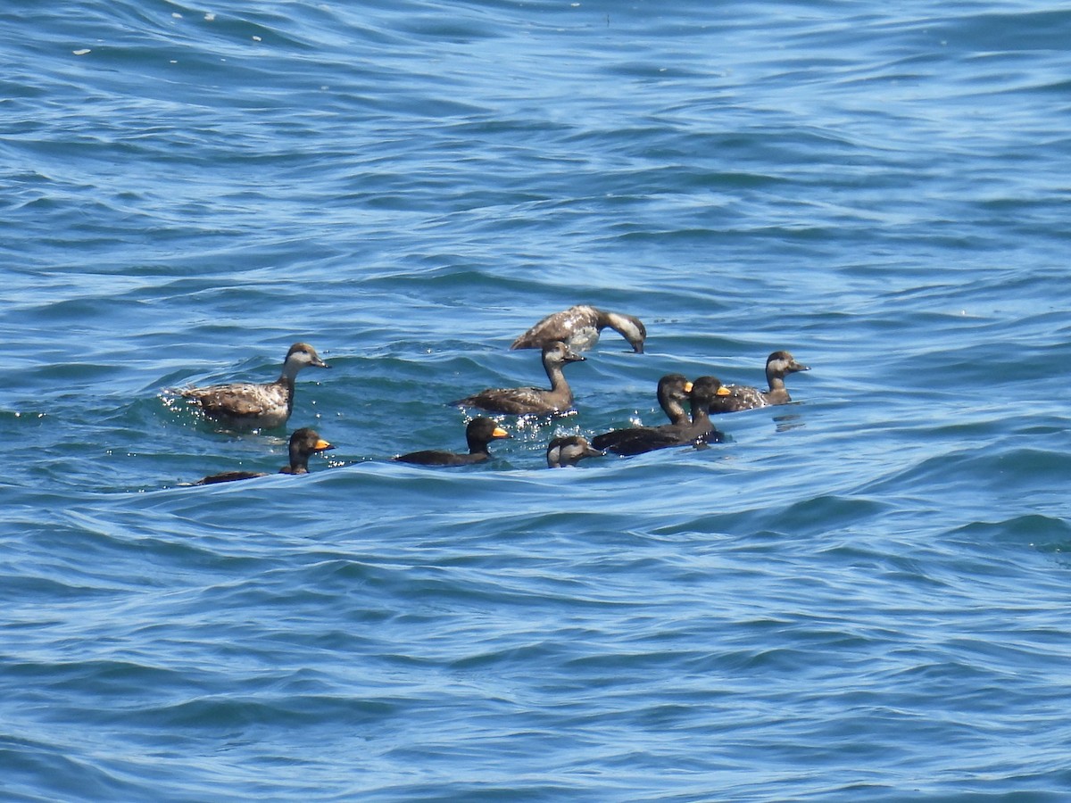 Black Scoter - ML619934722