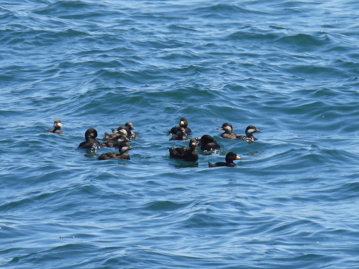 Black Scoter - ML619934723