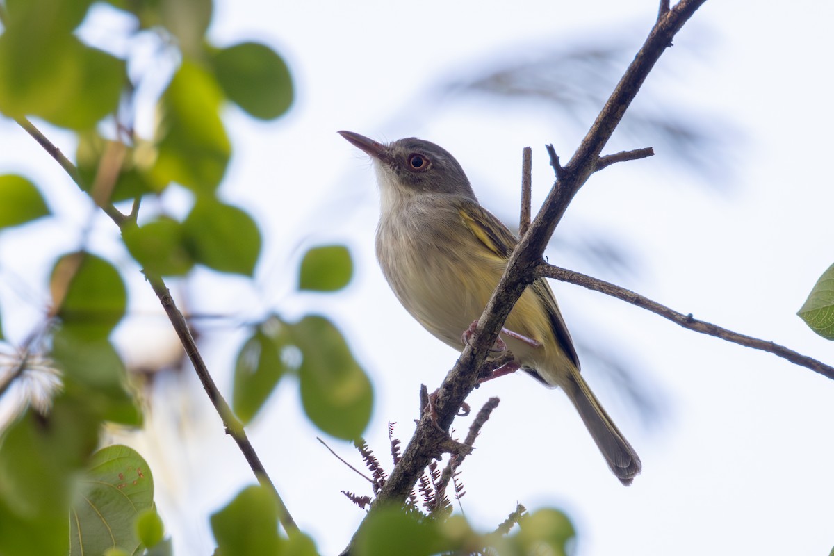 Pearly-vented Tody-Tyrant - ML619934725