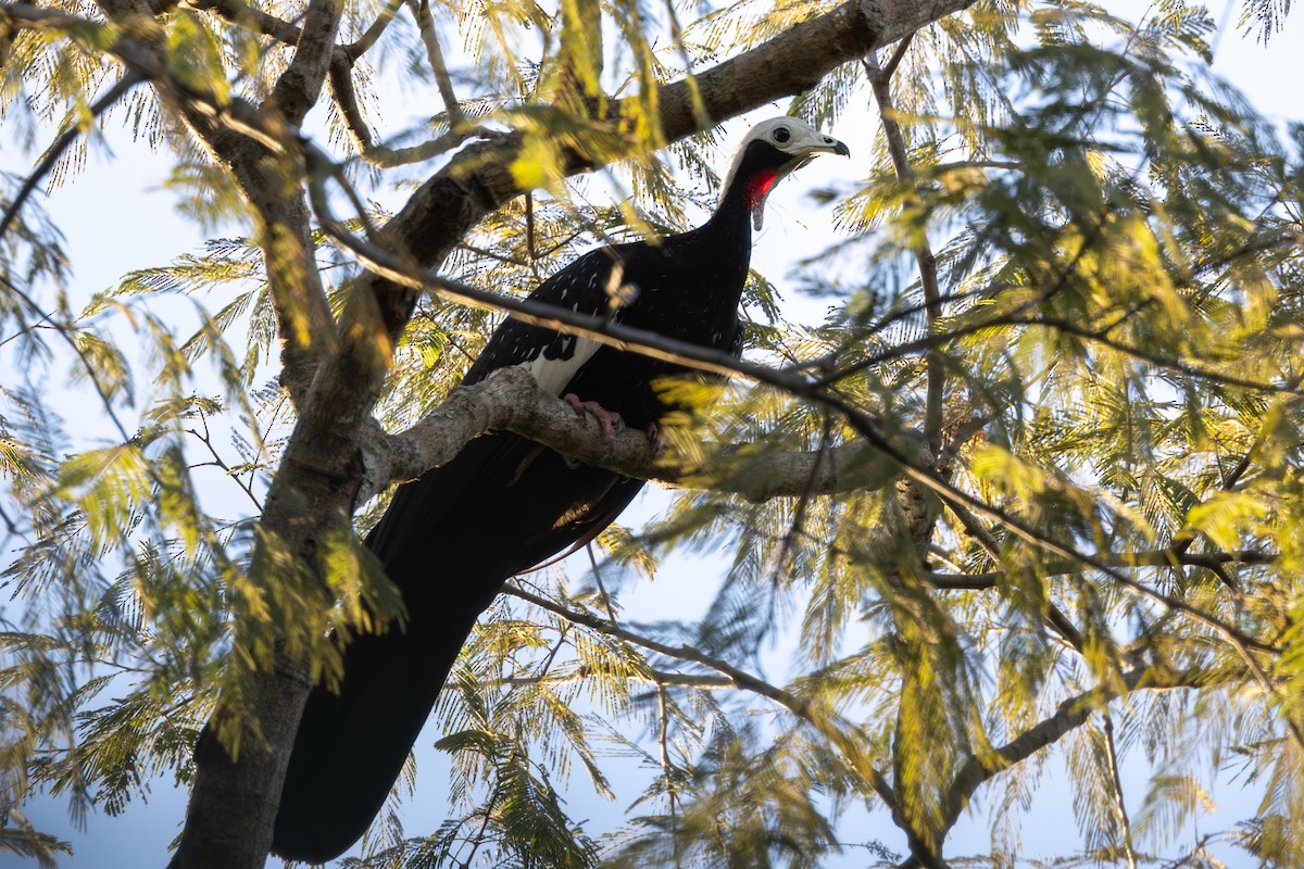 Red-throated Piping-Guan - ML619934733
