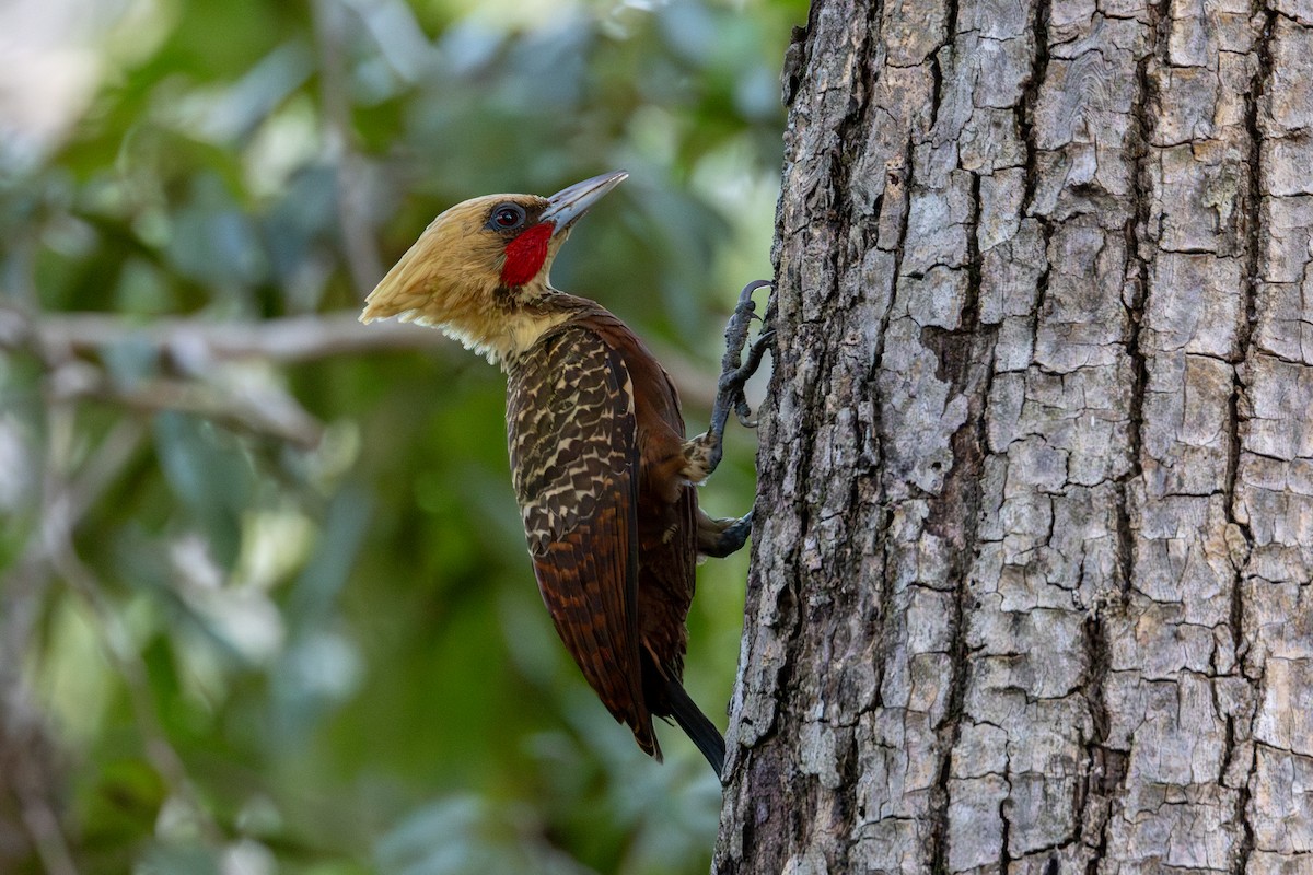 Pale-crested Woodpecker - ML619934752