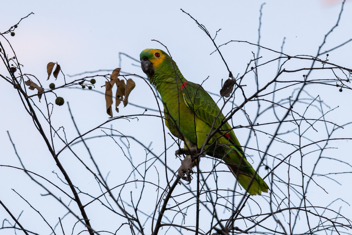 Turquoise-fronted Parrot - ML619934754