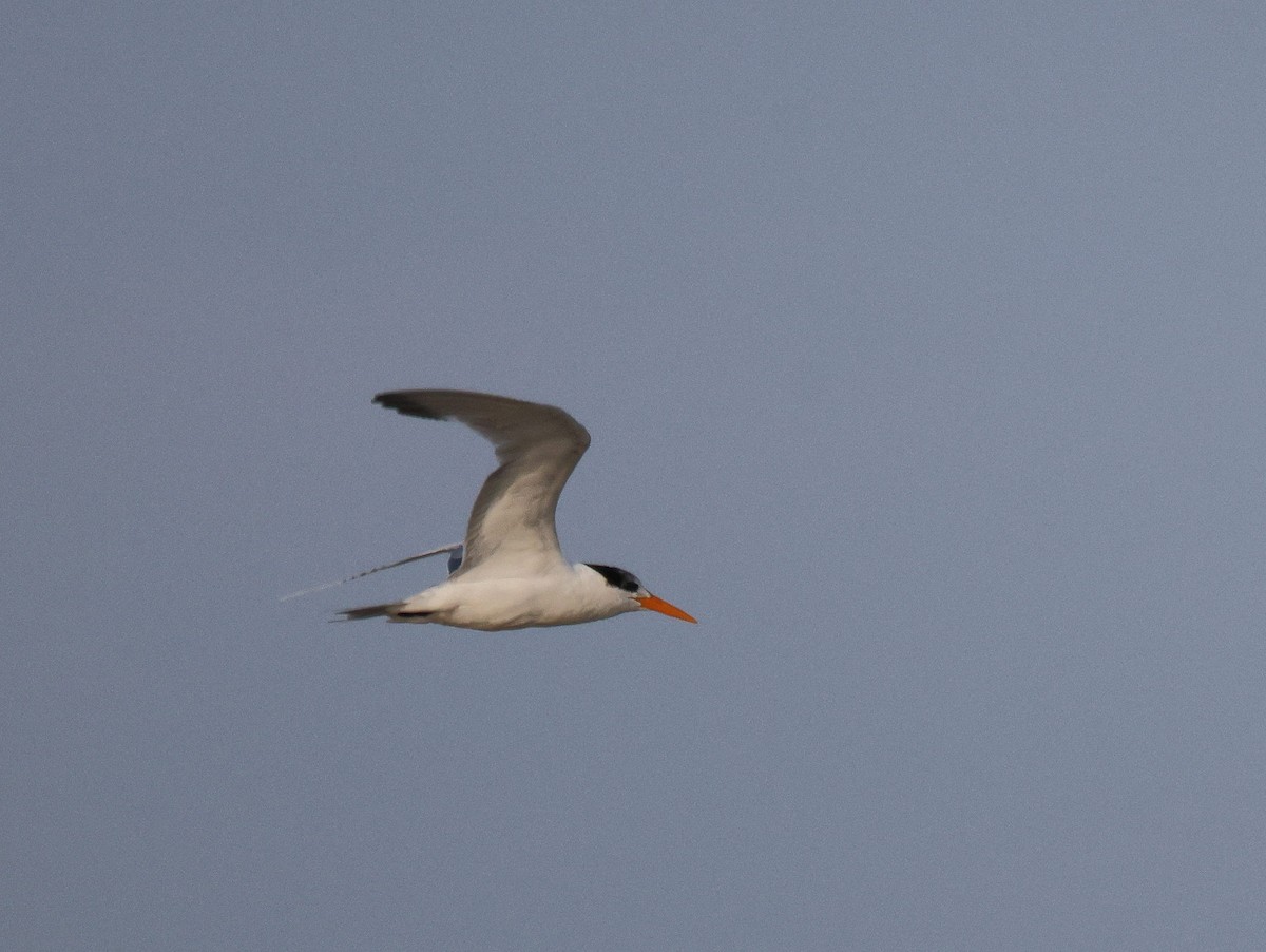 Lesser Crested Tern - ML619934760
