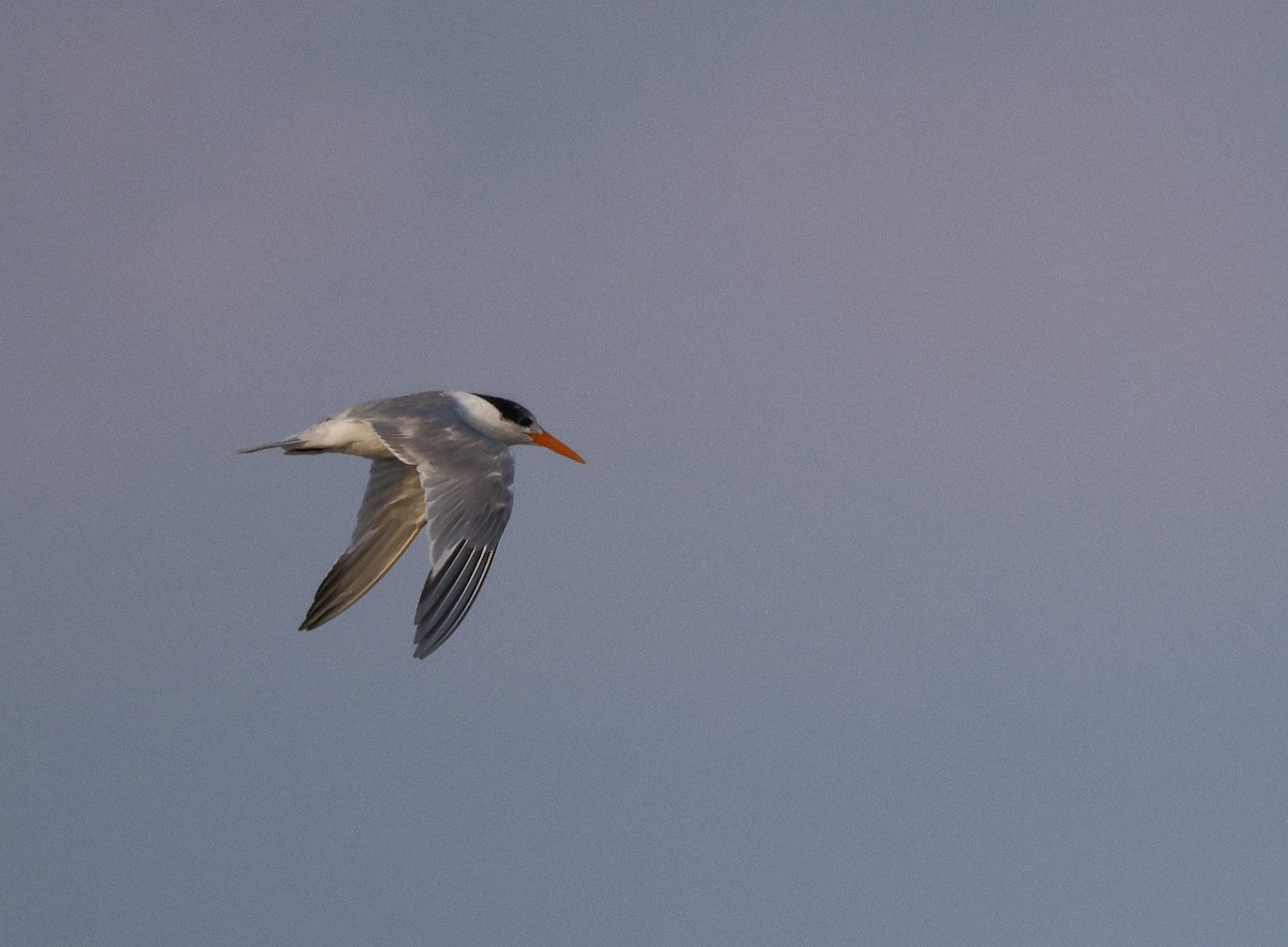 Lesser Crested Tern - ML619934761