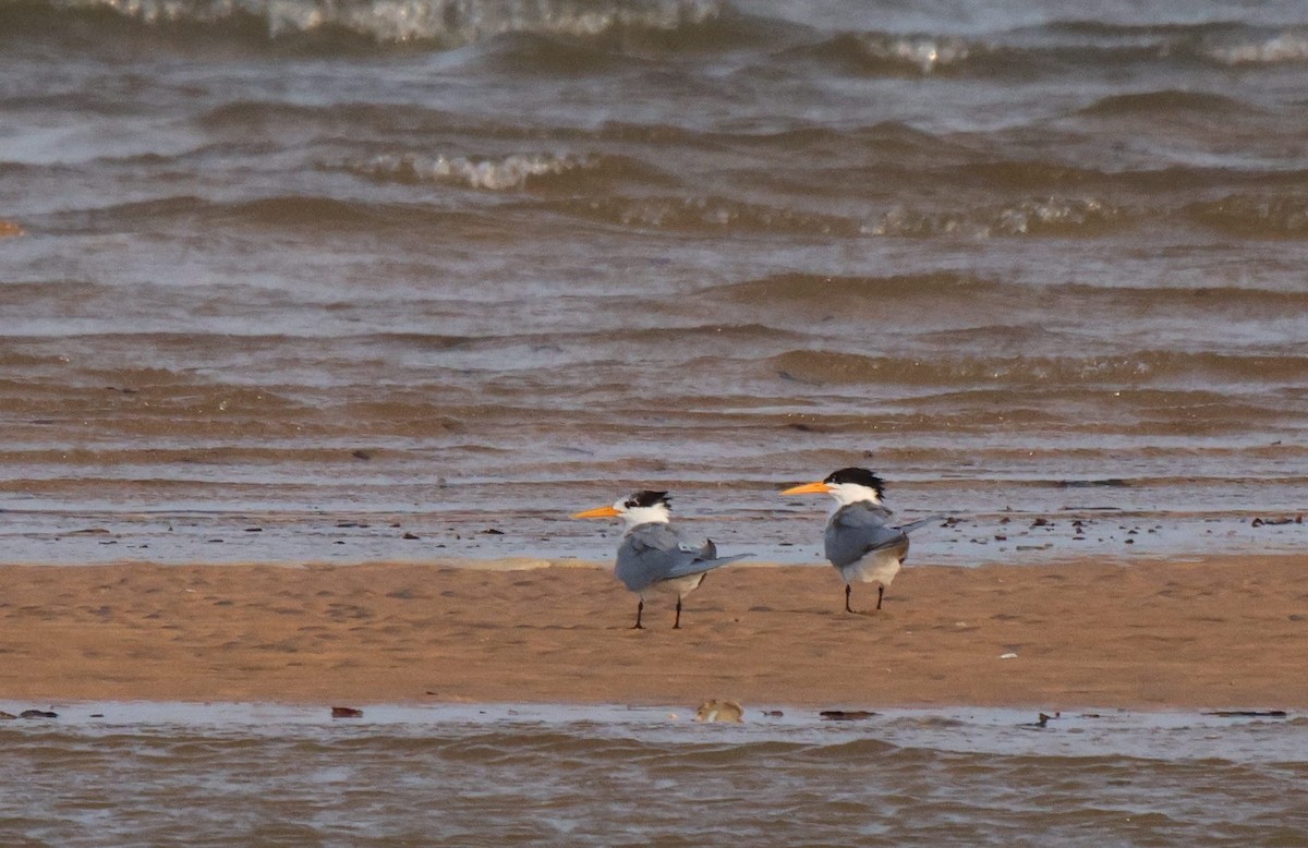 Lesser Crested Tern - ML619934762