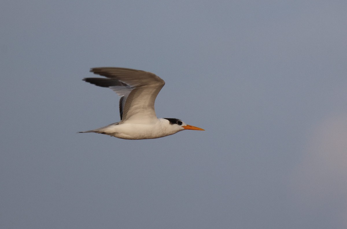 Lesser Crested Tern - ML619934763