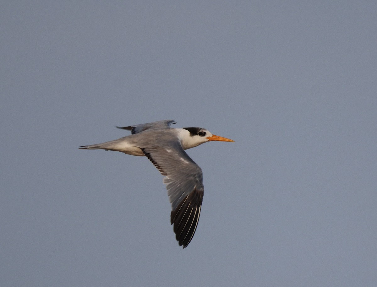 Lesser Crested Tern - ML619934764