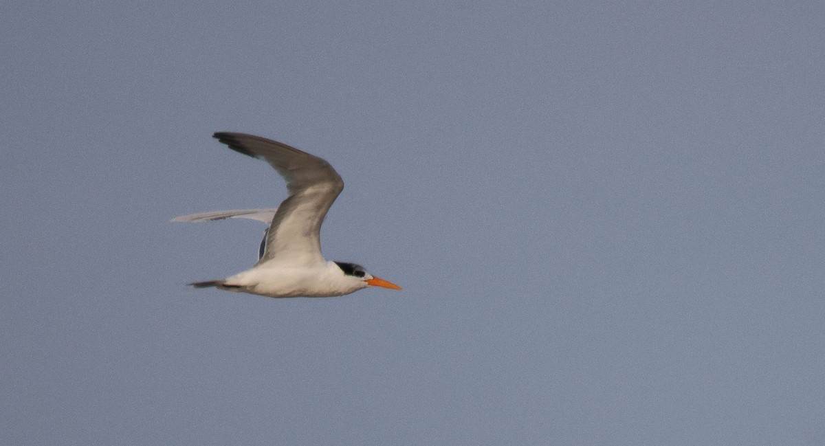 Lesser Crested Tern - ML619934765