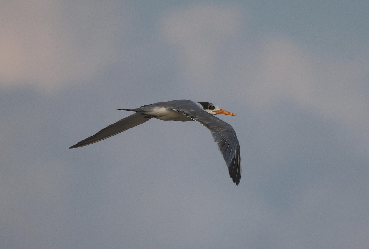 Lesser Crested Tern - ML619934766