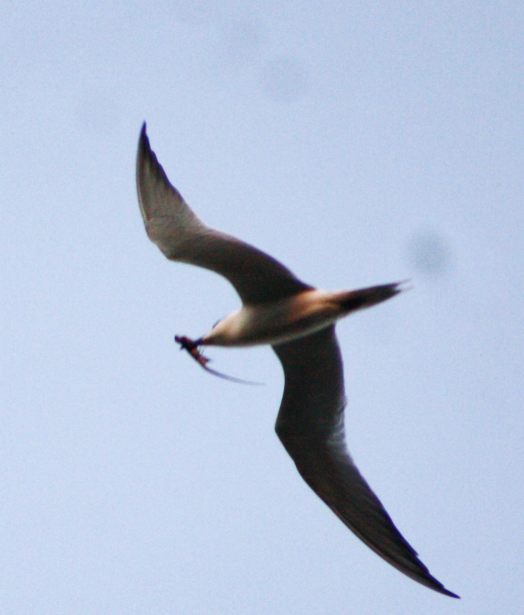 Gull-billed Tern - ML619934769