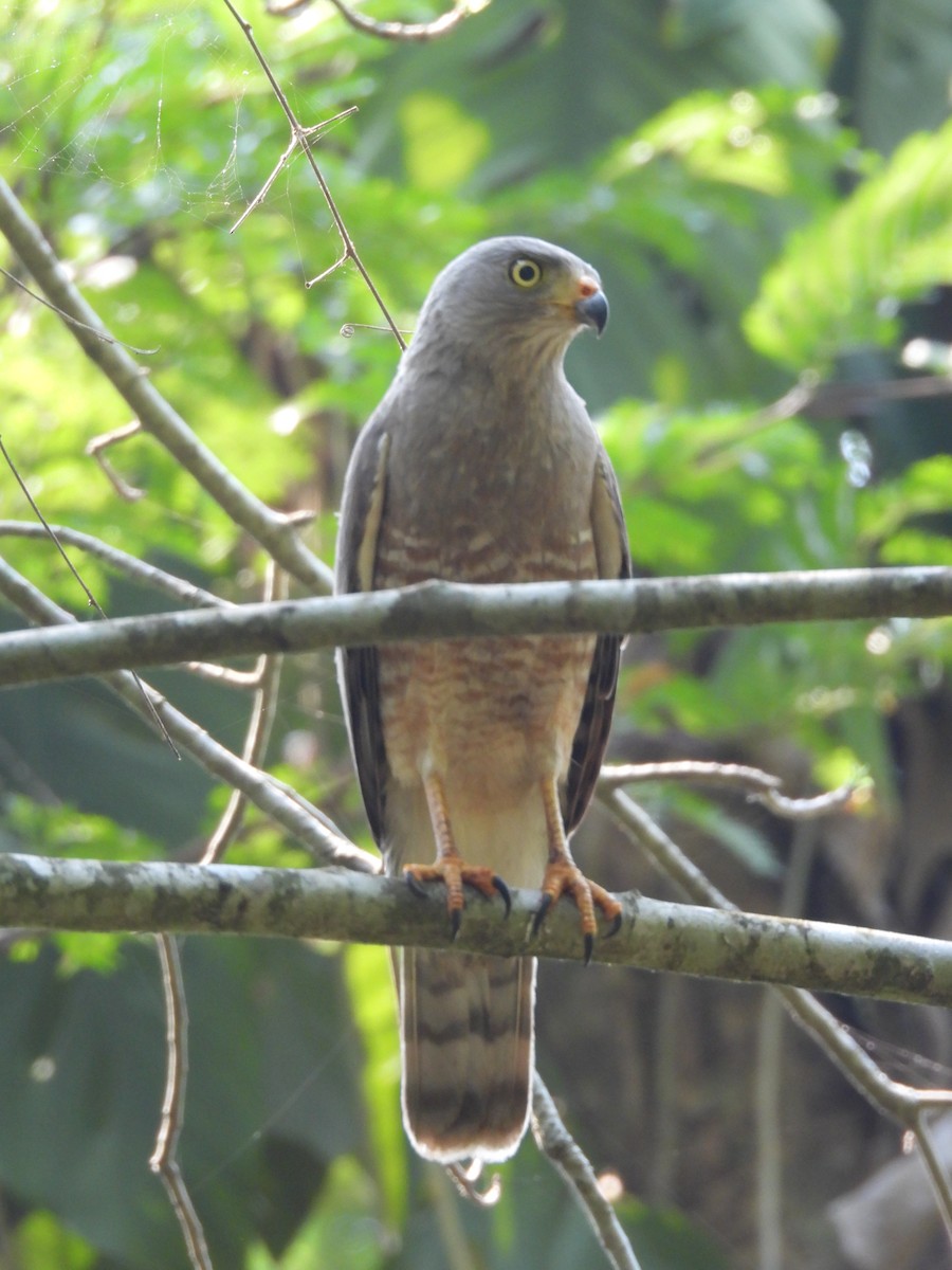 Double-toothed Kite - ML619934770