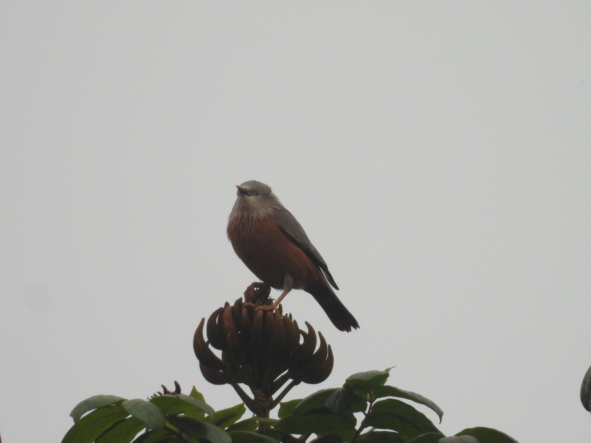Chestnut-tailed Starling - ML619934778