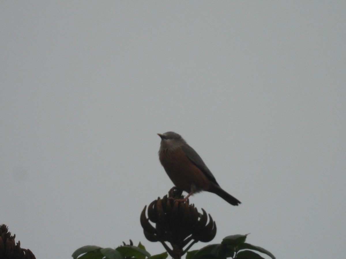 Chestnut-tailed Starling - ML619934779