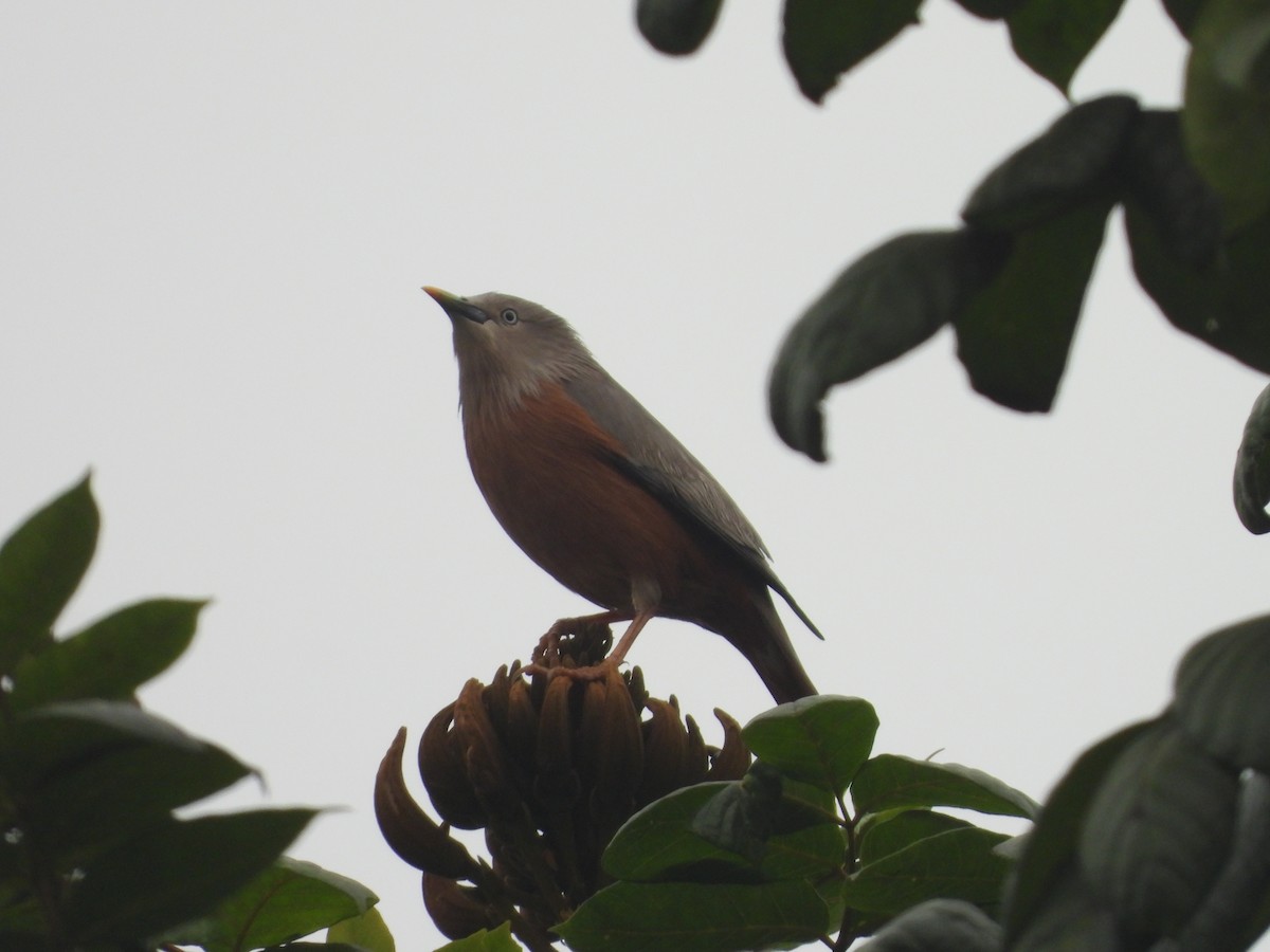 Chestnut-tailed Starling - ML619934780