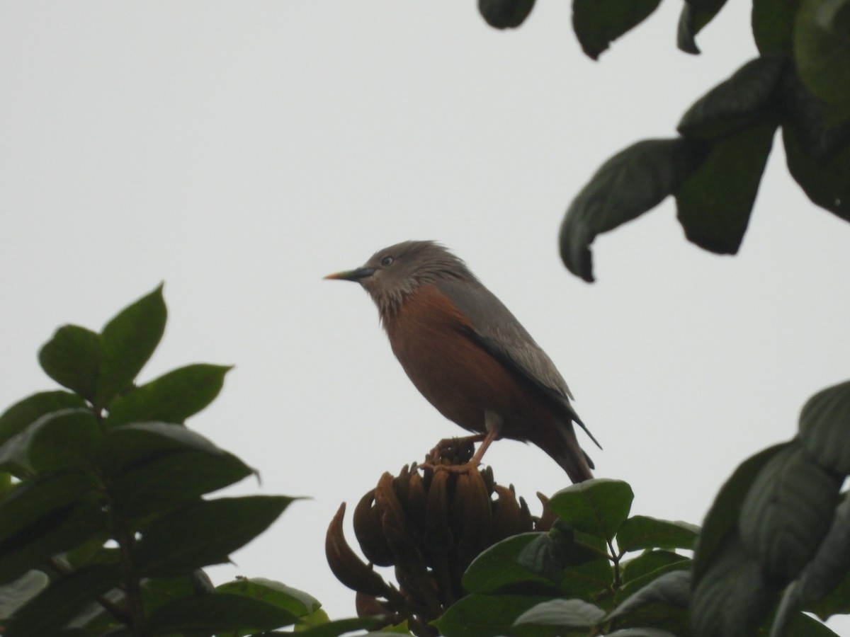 Chestnut-tailed Starling - ML619934781