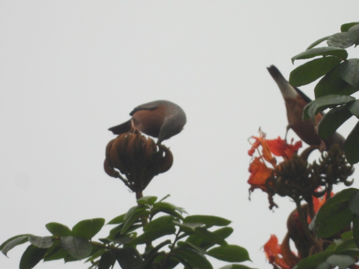 Chestnut-tailed Starling - ML619934782