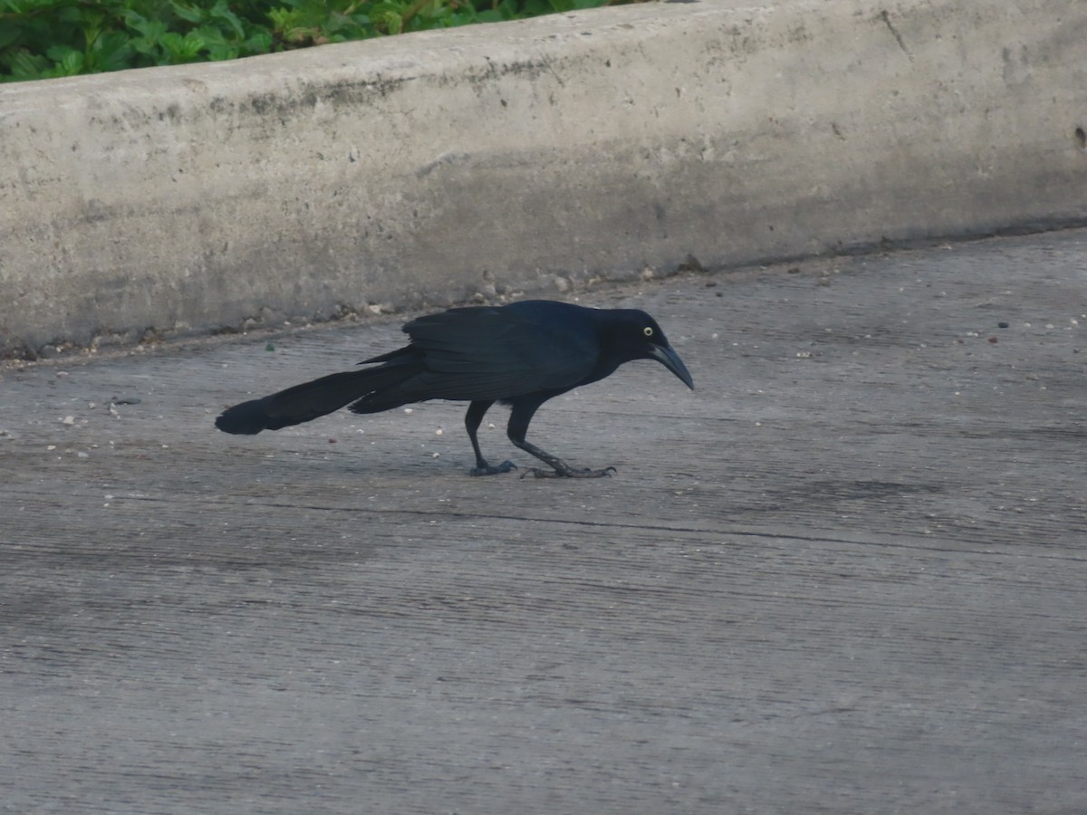 Great-tailed Grackle - ML619934789