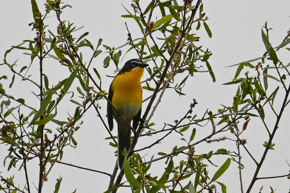 Yellow-breasted Chat - ML619934798