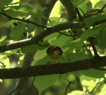 Kentucky Warbler - ML619934804