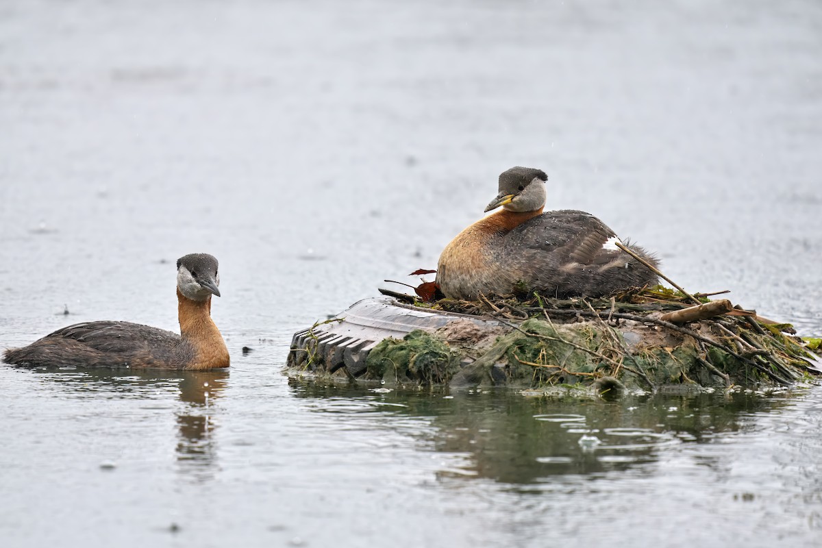 Red-necked Grebe - ML619934811