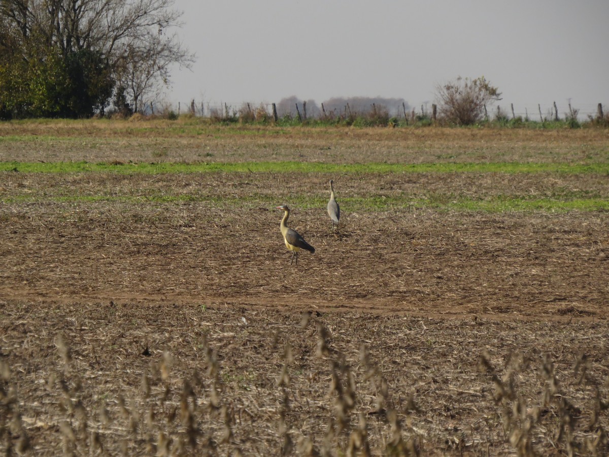 Whistling Heron - ML619934826