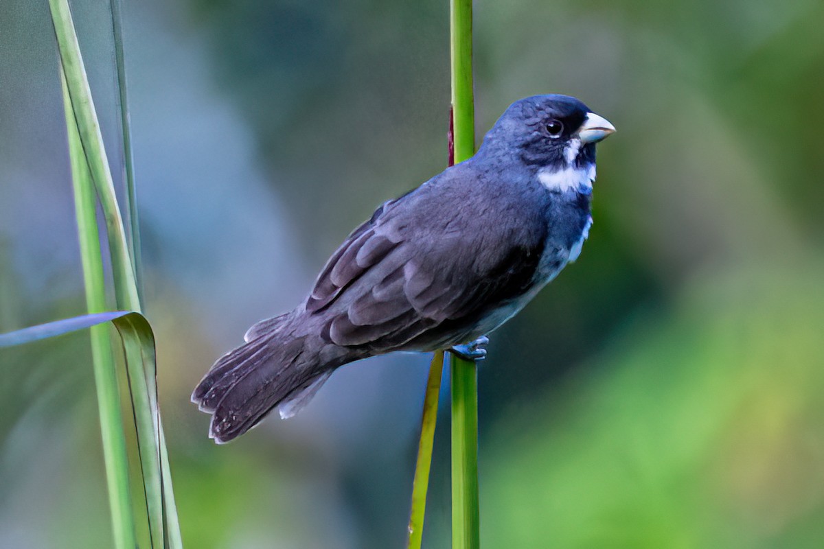 Double-collared Seedeater - ML619934832