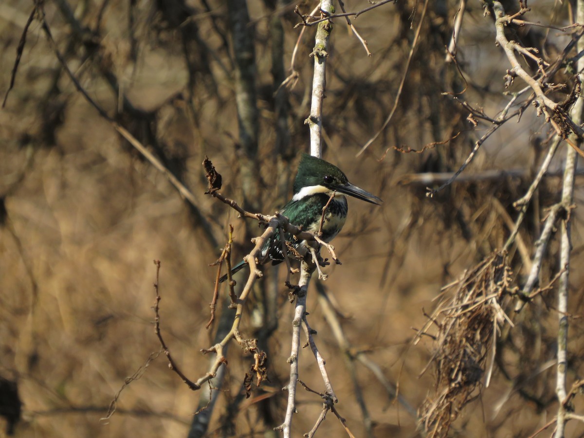 Green Kingfisher - ML619934846