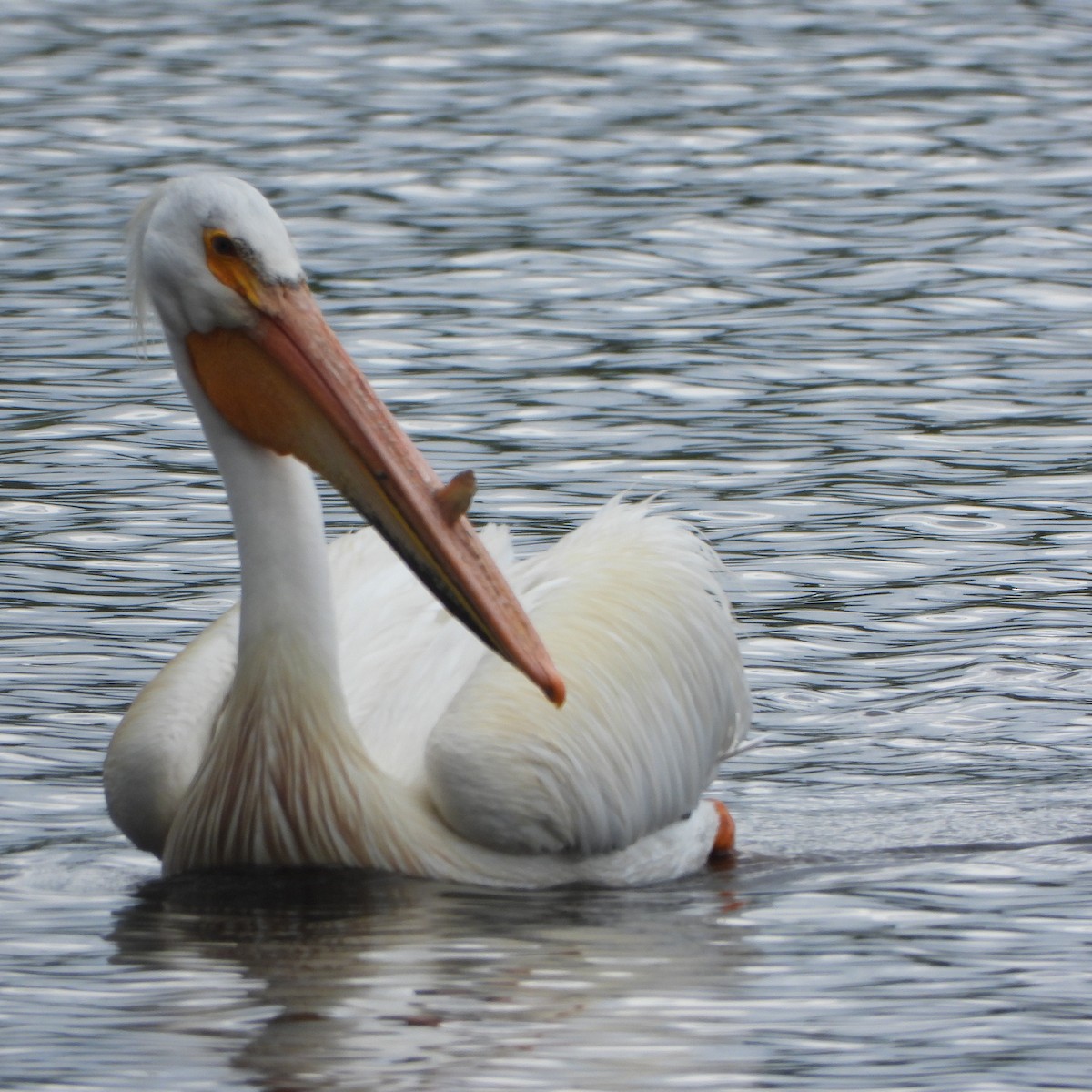 pelikán severoamerický - ML619934854
